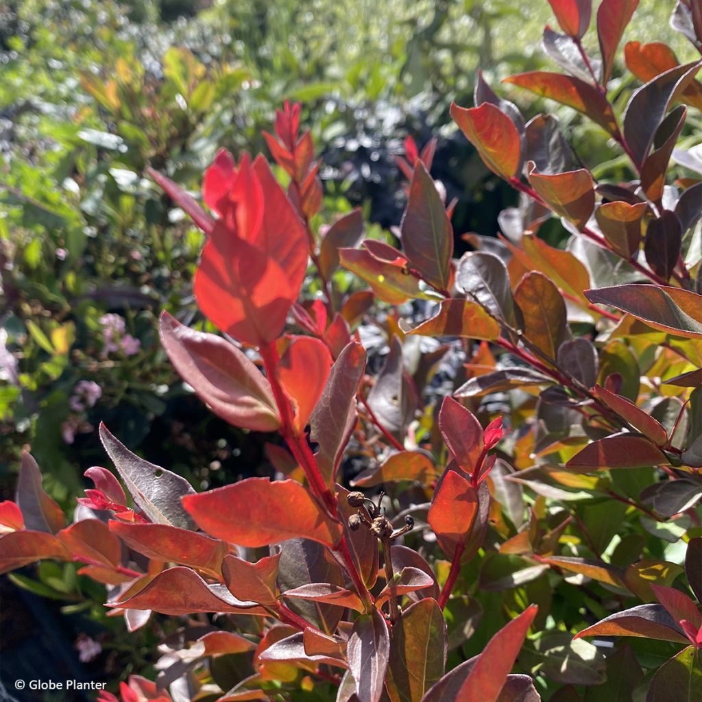 Lilas des Indes - Lagerstroemia Gourmet Red red Wine