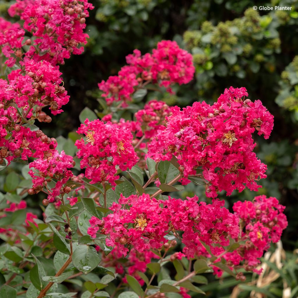 Lilas des Indes - Lagerstroemia Gourmet Red red Wine