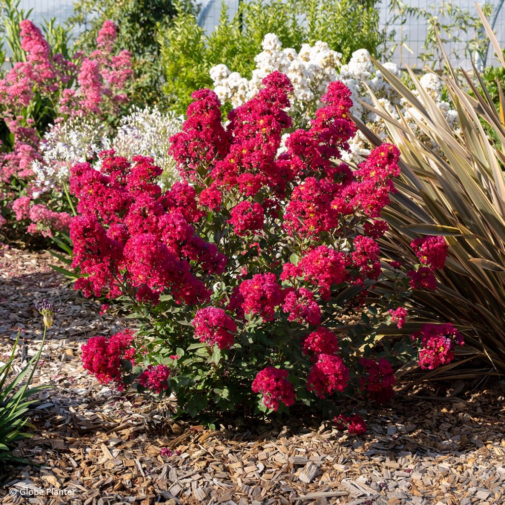 Lilas des Indes - Lagerstroemia Gourmet Red red Wine