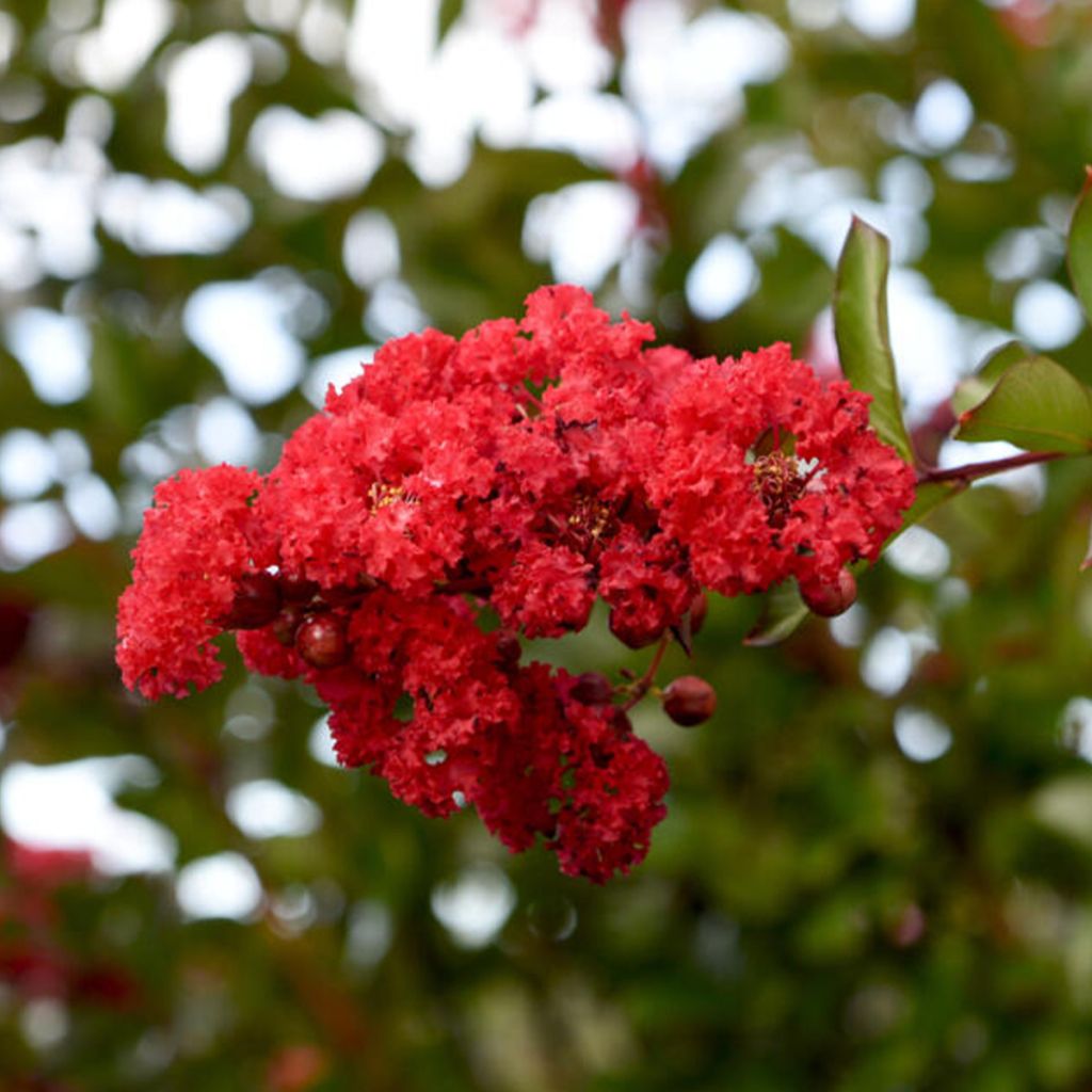 Lilas des Indes - Lagerstroemia Ruffled Red Magic