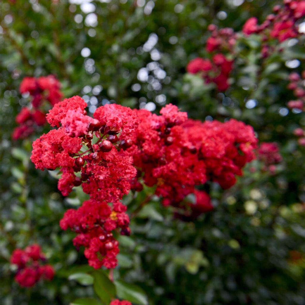 Lilas des Indes - Lagerstroemia Ruffled Red Magic