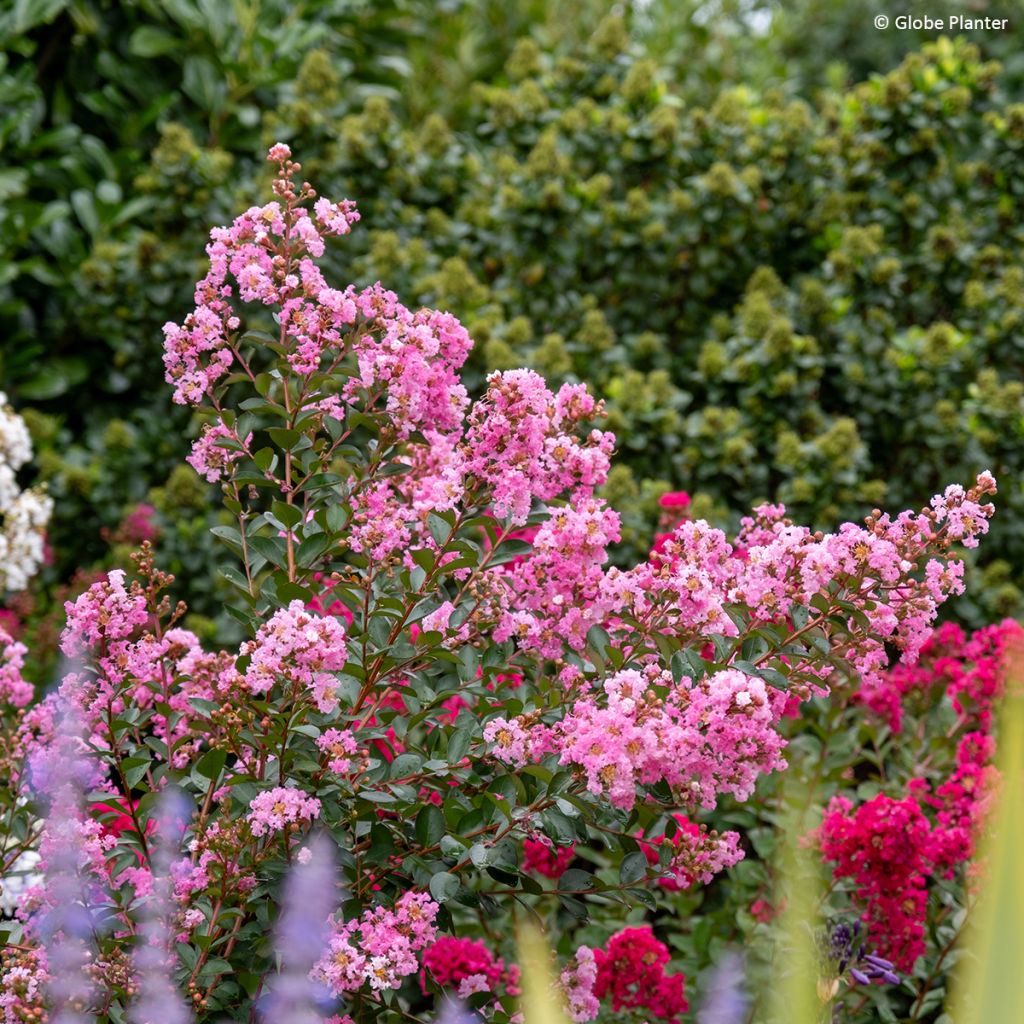 Lilas des Indes - Lagerstroemia indica Gourmet Choco Pink