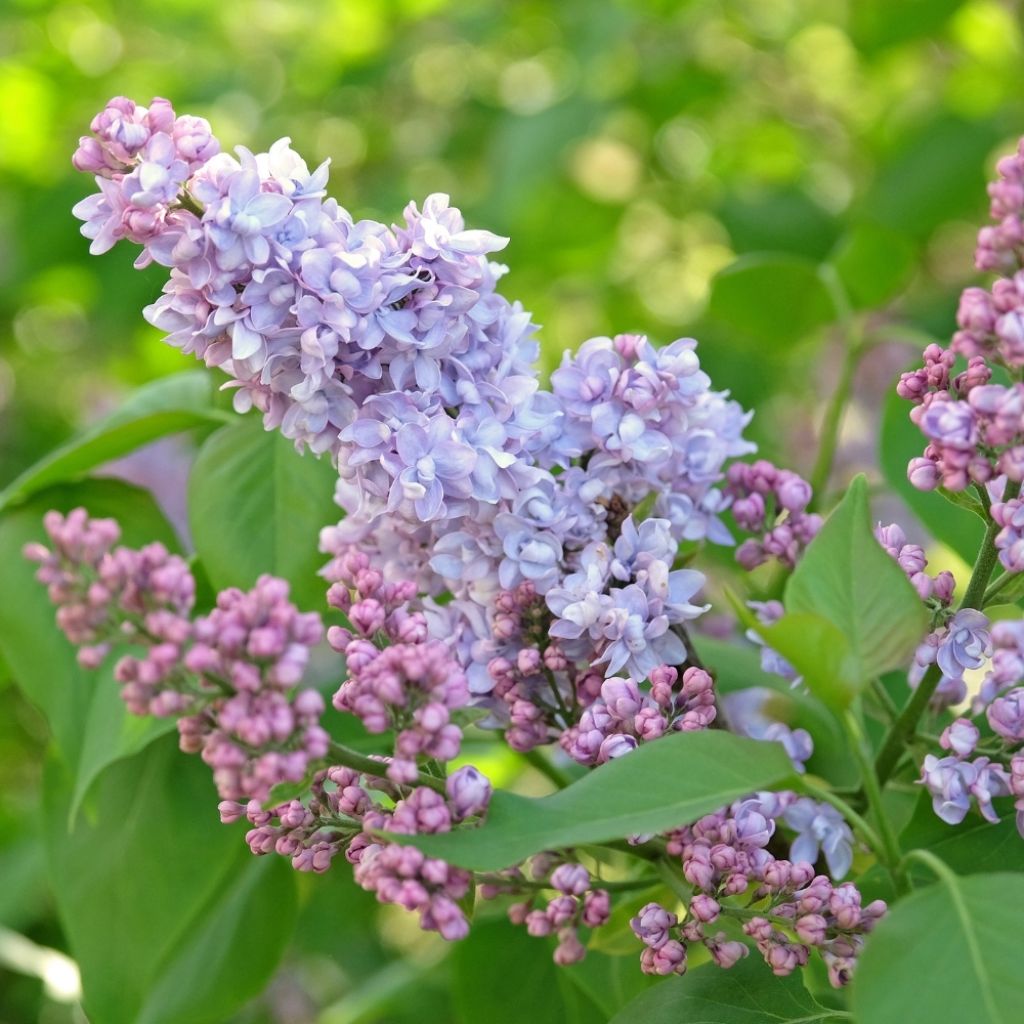 Lilas - Syringa vulgaris Président Grevy