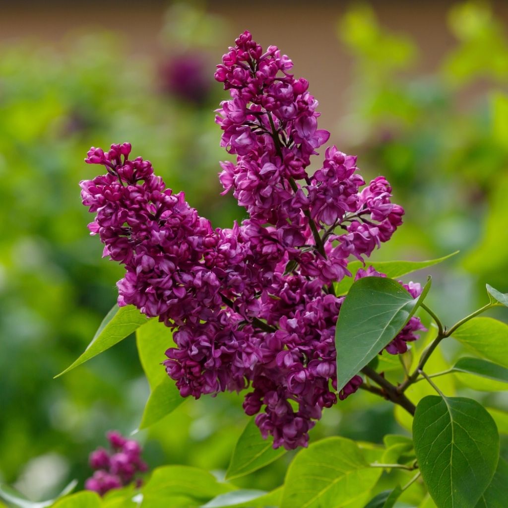 Lilas - Syringa vulgaris Charles Joly