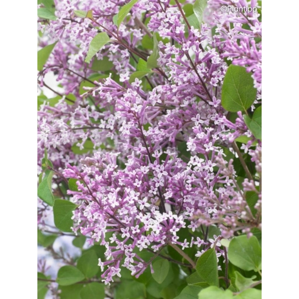 Lilas nain - Syringa meyeri Flowerfesta Purple