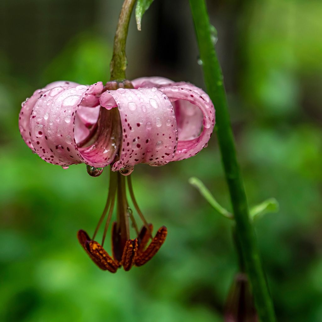 Lis botanique - Lilium martagon Rose