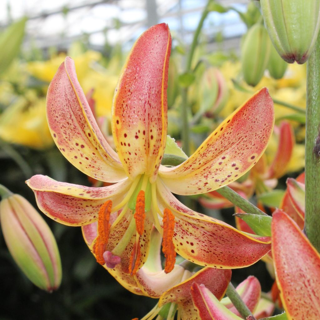 lis hybride de martagon - Lilium x martagon Slate's Morning