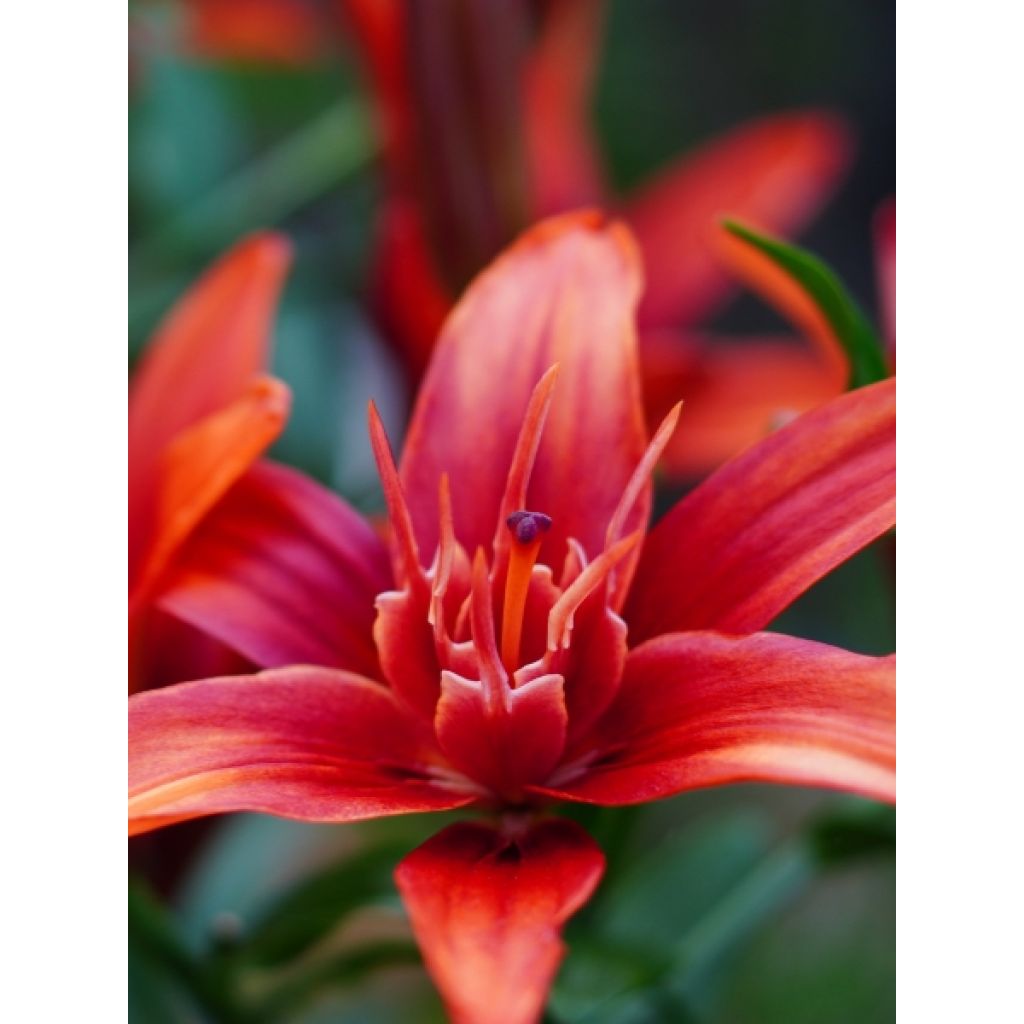 Lis asiatique double - Lilium Red Twin