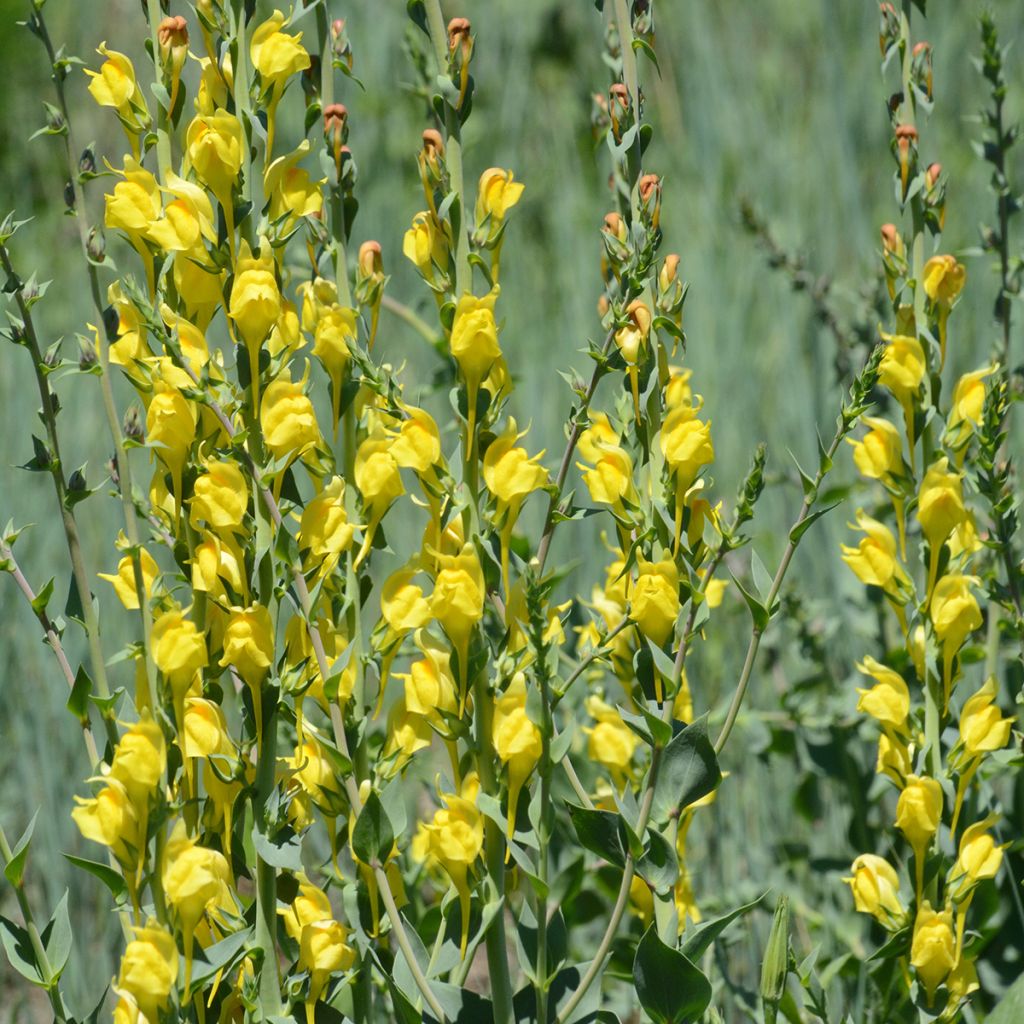 Linaria dalmatica – Linaire de Dalmatie