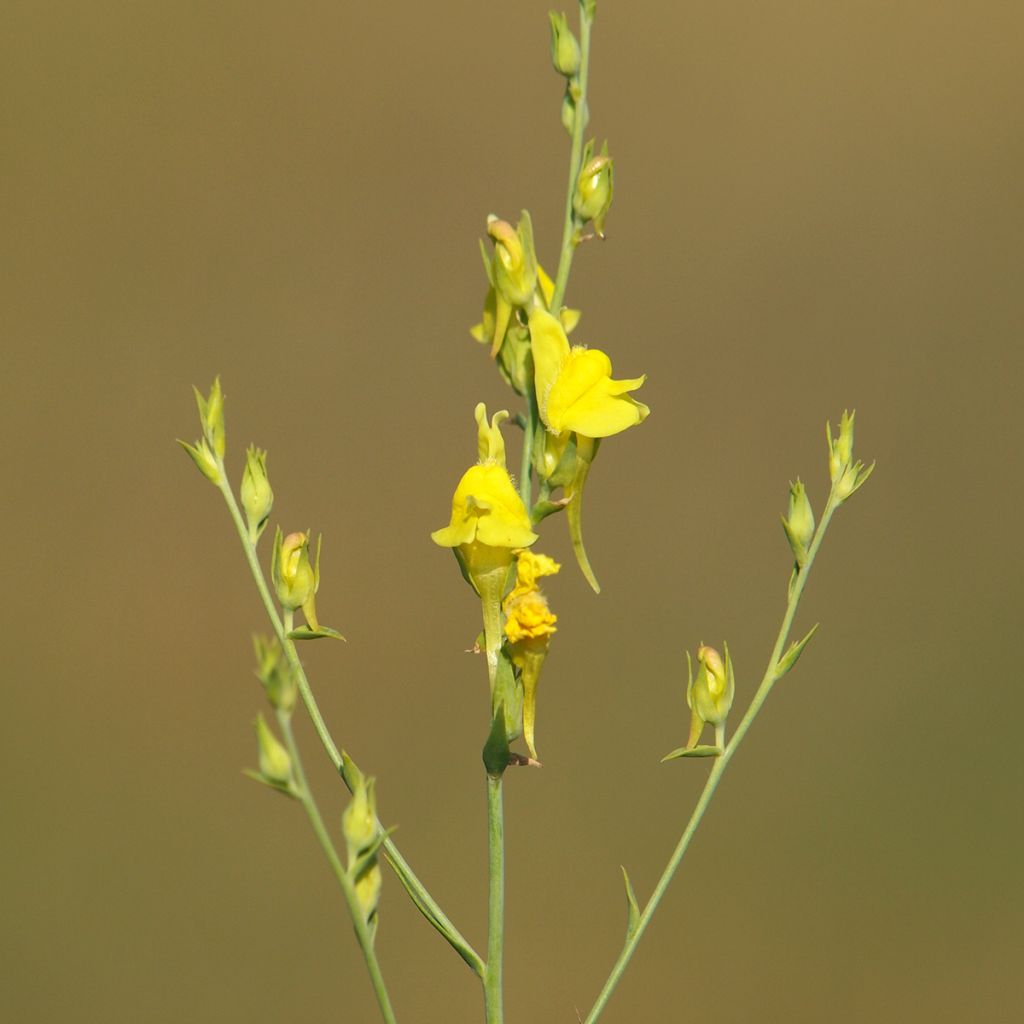 Linaria dalmatica – Linaire de Dalmatie