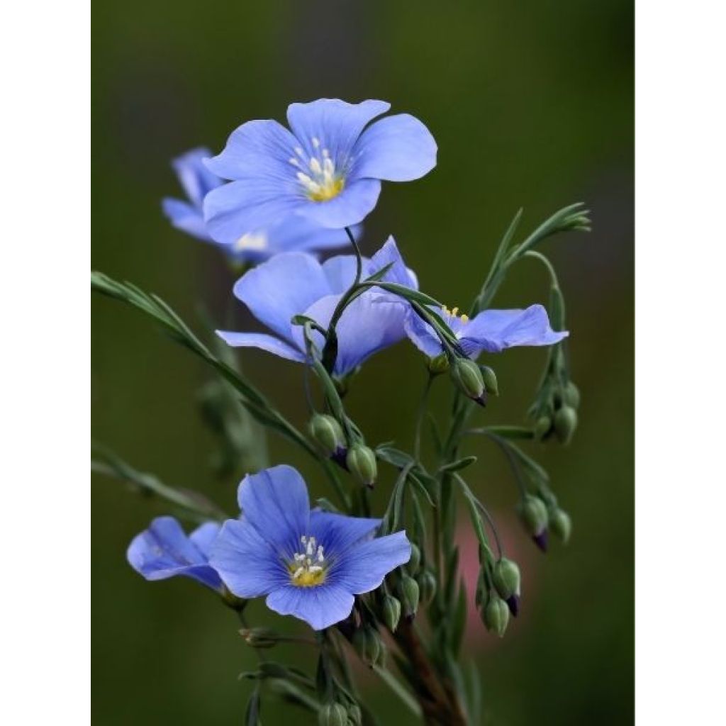 Linum perenne - Lin vivace