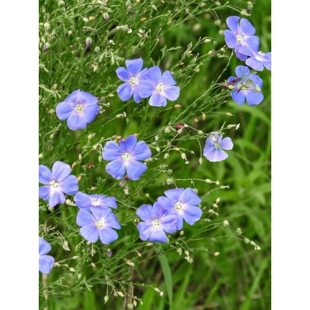 Linum perenne - Lin vivace