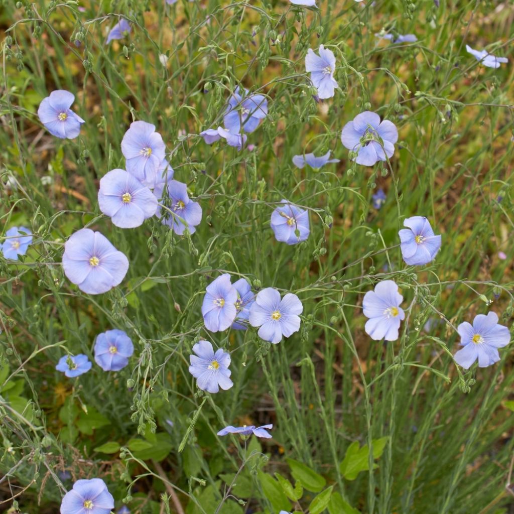 Linum perenne - Lin vivace