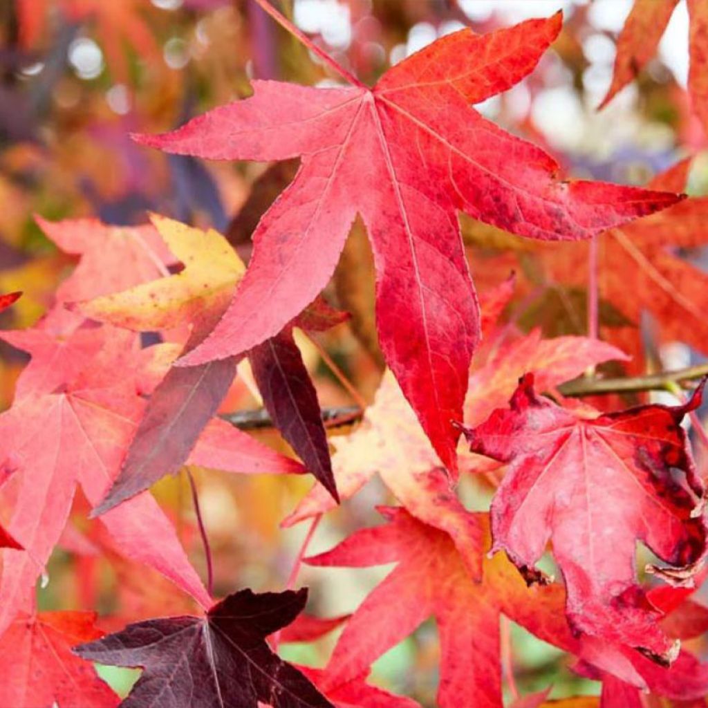 Liquidambar styraciflua Autumn Color Globe - Copalme d'Amérique