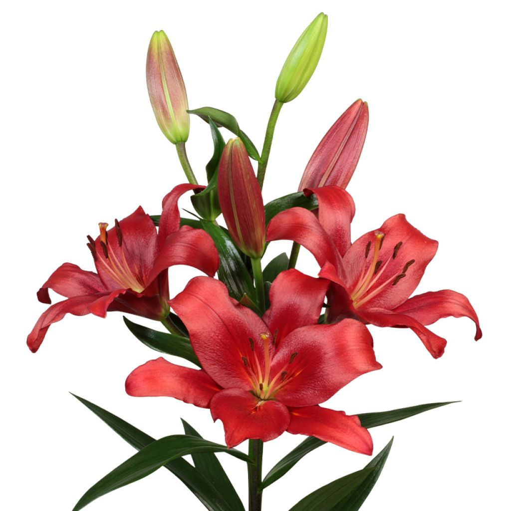 Lis hybride Brianza (Groupe Longiflorum/Asiatique)