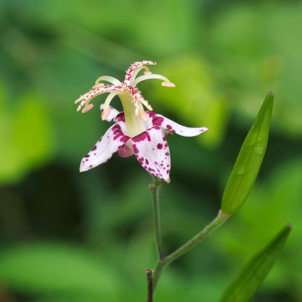 Lis orchidée - Lis des crapauds - Tricyrtis macropoda