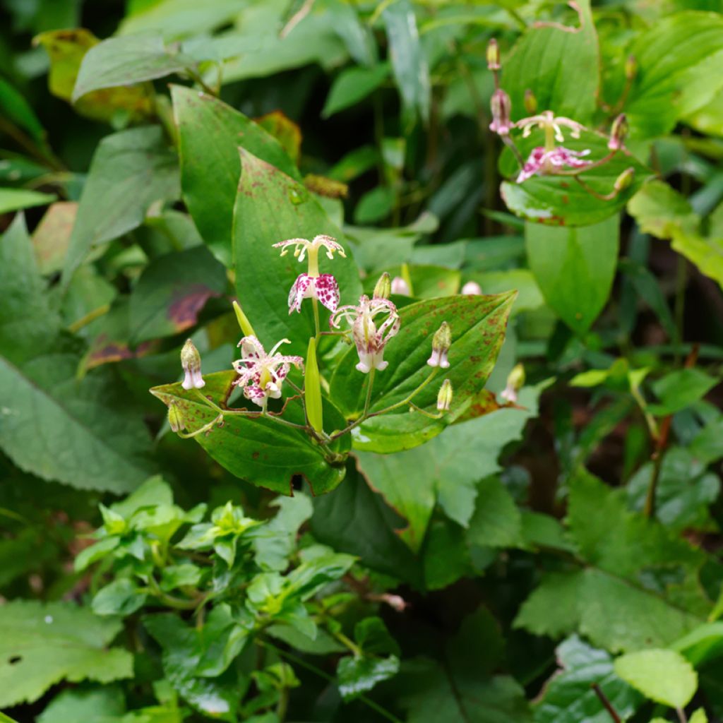 Lis orchidée - Lis des crapauds - Tricyrtis macropoda