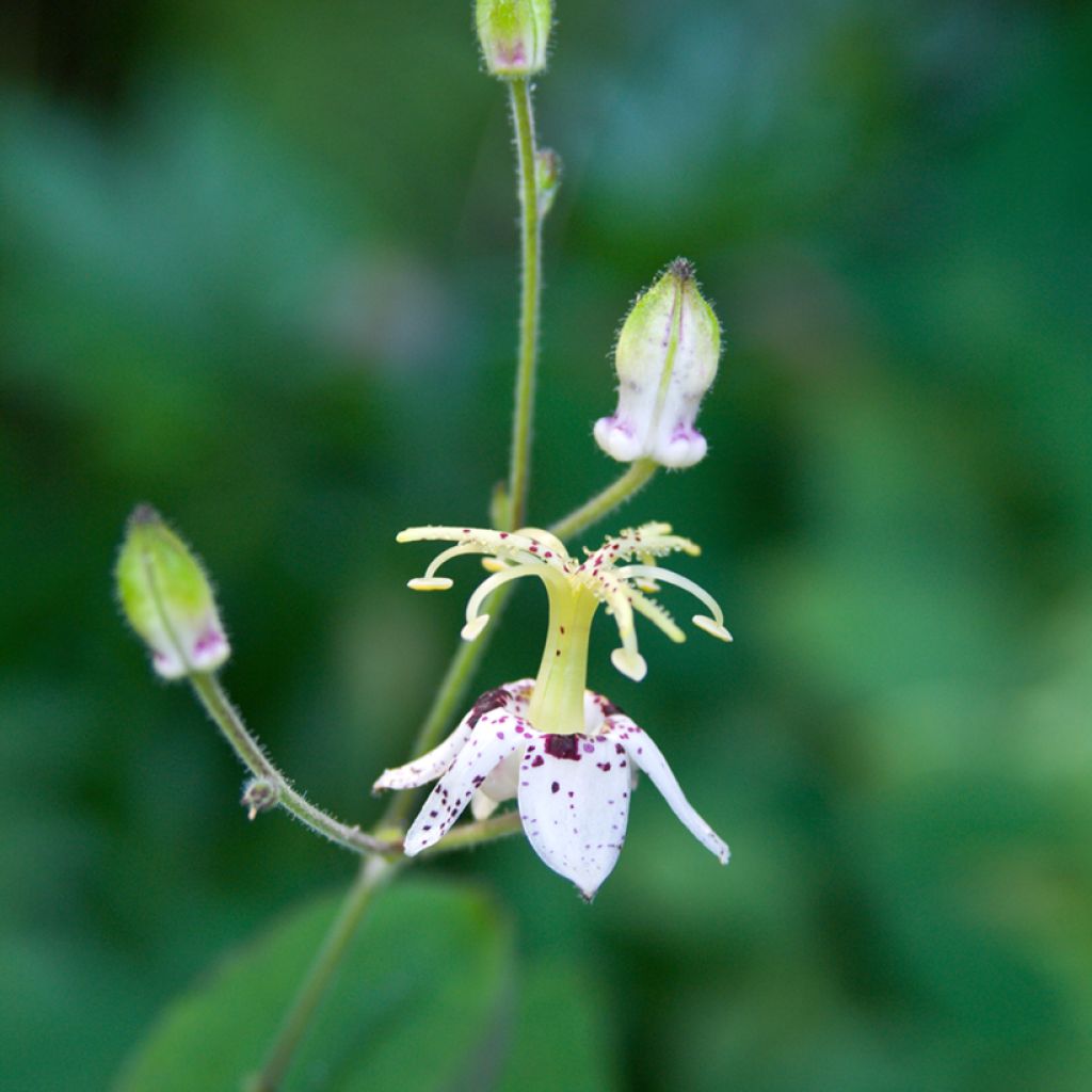 Lis orchidée - Lis des crapauds - Tricyrtis macropoda