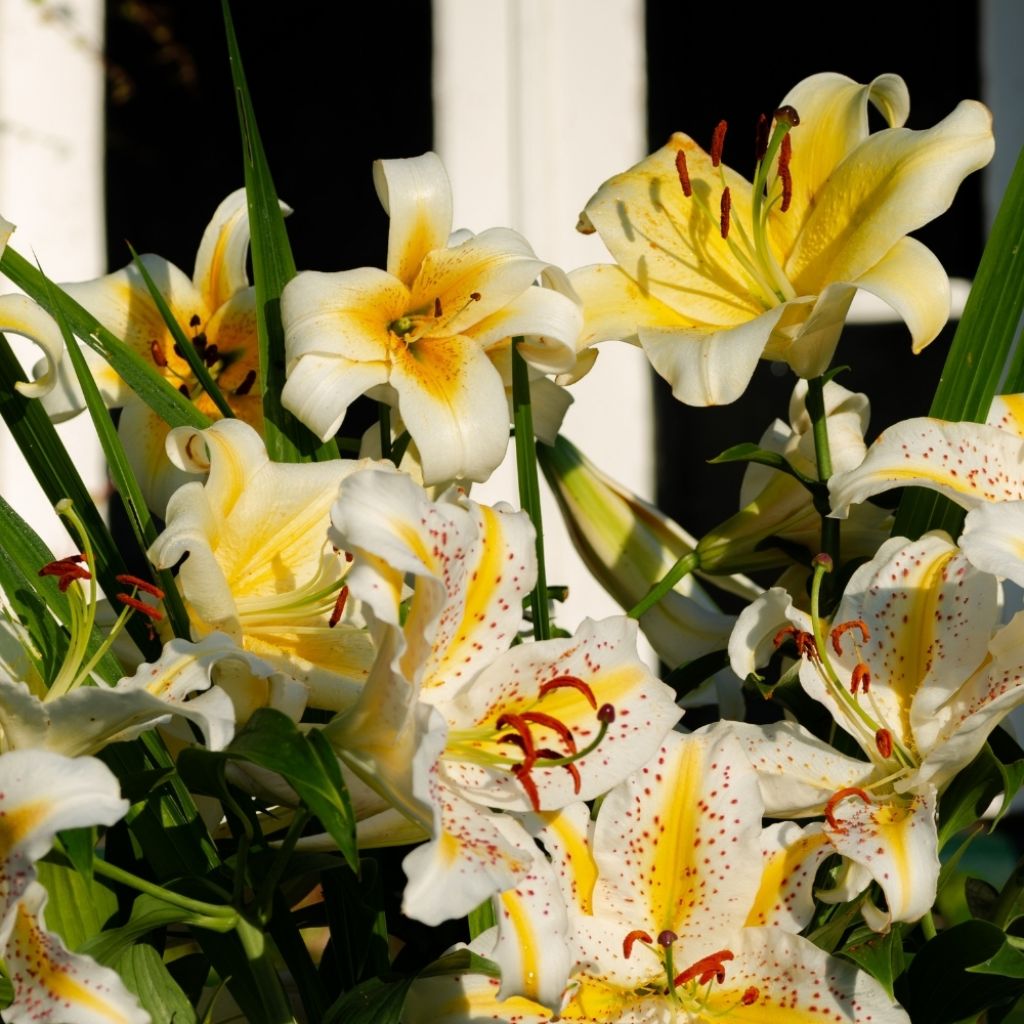 Lis hybride de henryi - Lilium Lady Alice