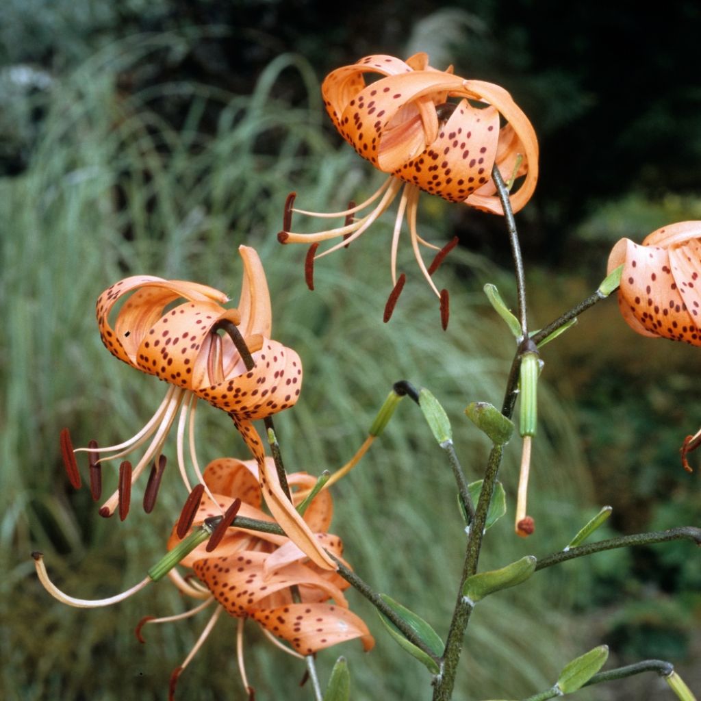 Lis tigrinum splendens - Lis tigré