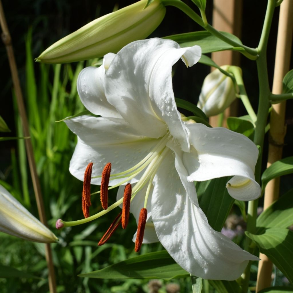 Lis hybride oriental - Lilium Casablanca 