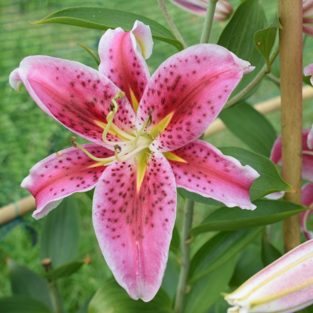 Lis trompette - Lilium Stargazer