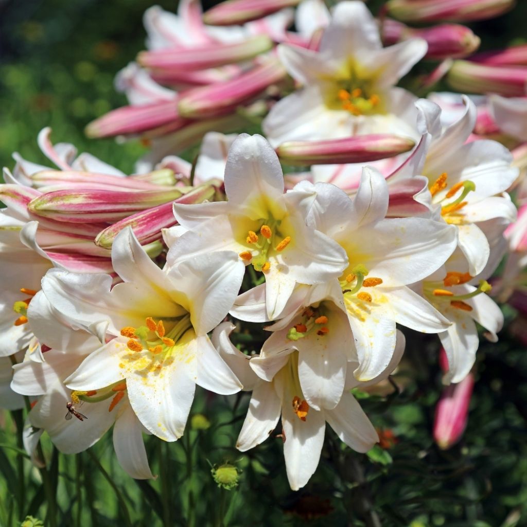 Lis royal espèce botanique - Lilium regale
