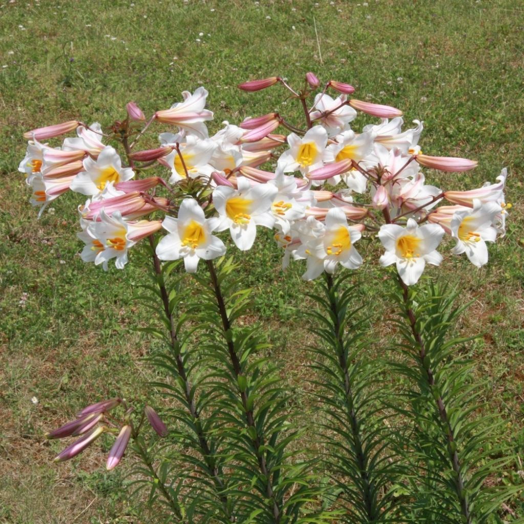Lis royal espèce botanique - Lilium regale