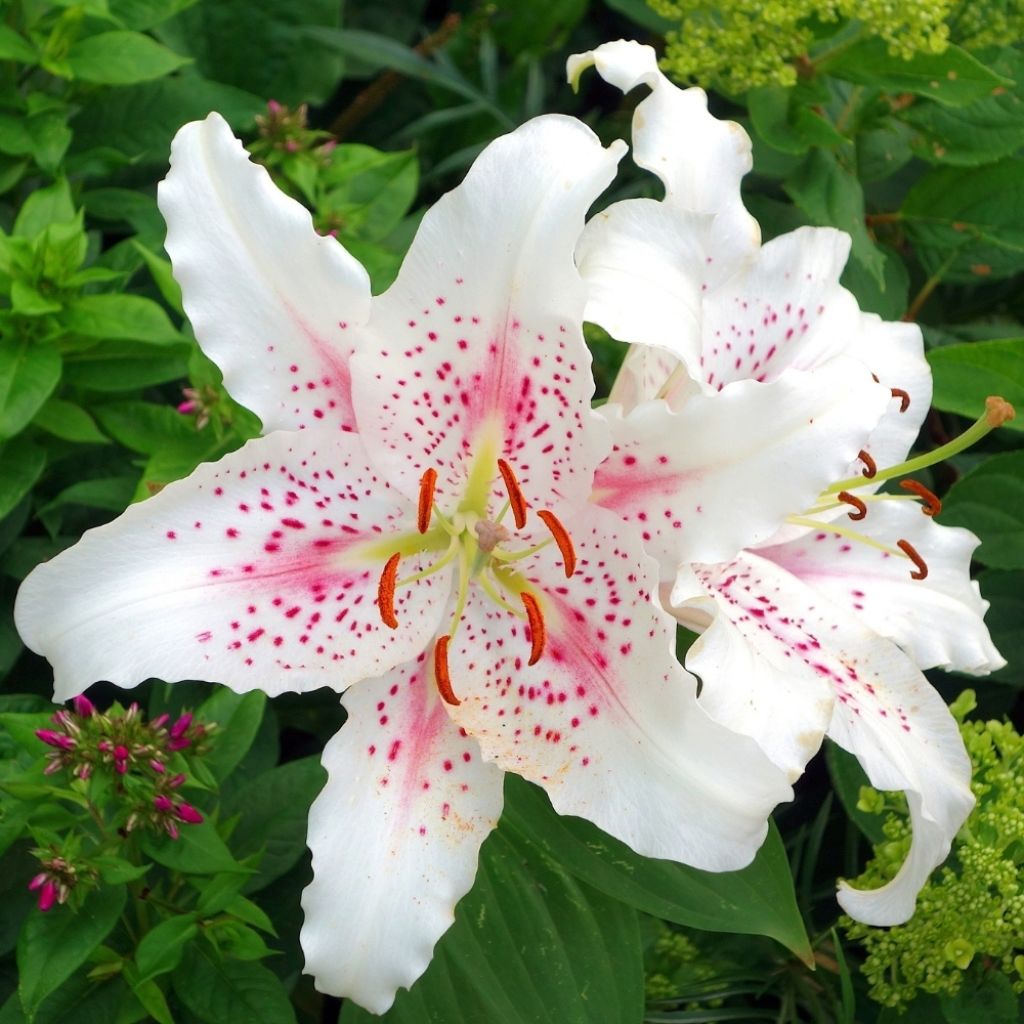 Lis trompette - Lilium Muscadet