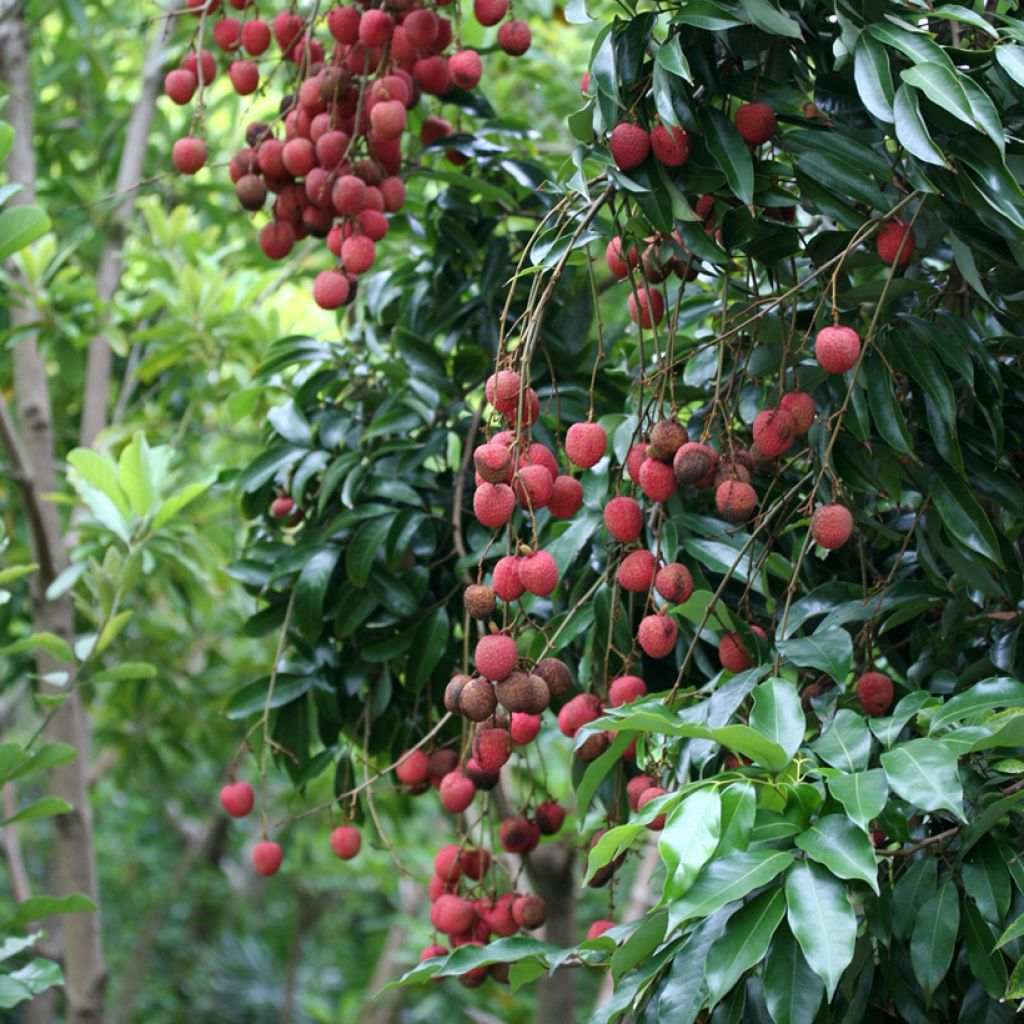 Litchi chinensis Kwai May Pink - Litchi rose