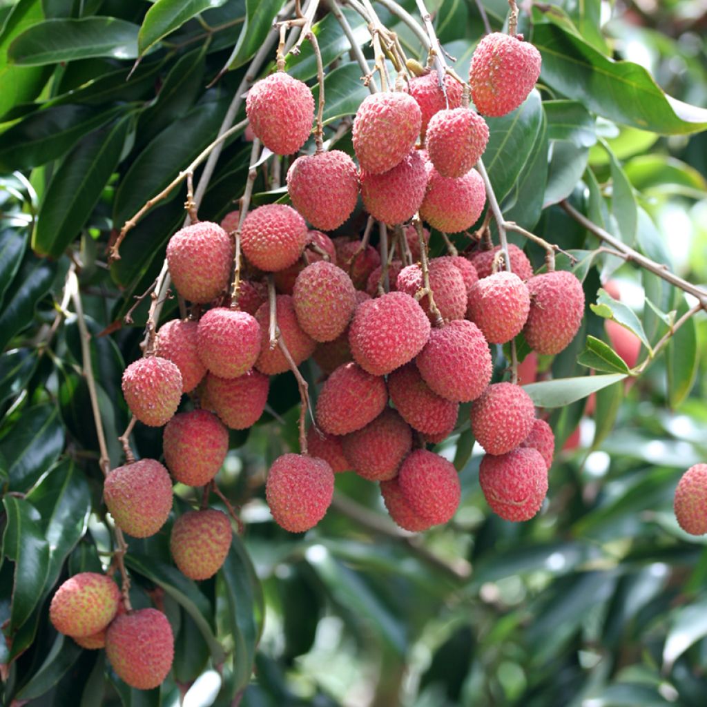 Litchi chinensis Kwai May Pink - Litchi rose