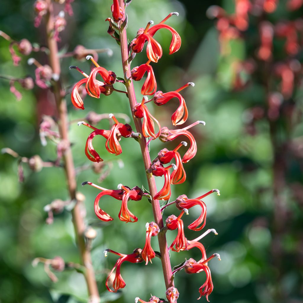 Graines de Lobelia tupa