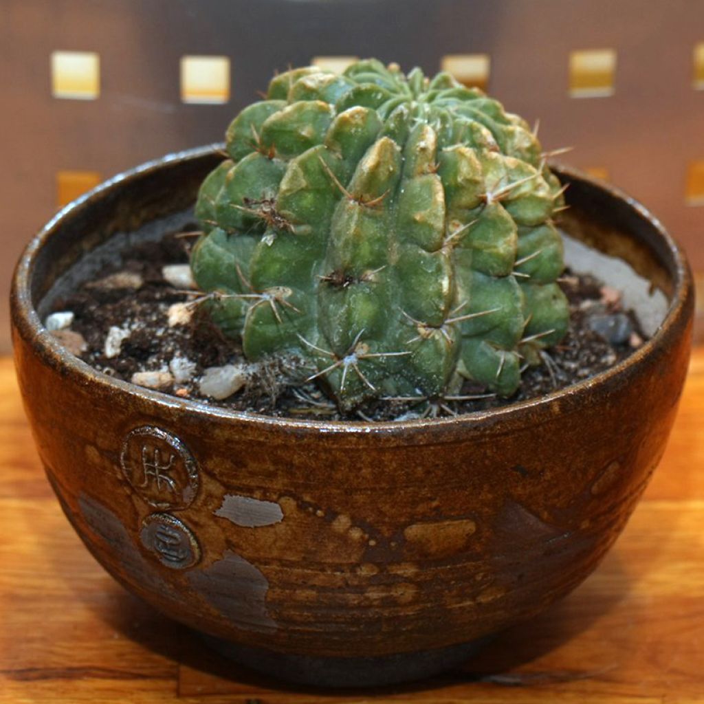 Cactus - Lobivia cardenasiana