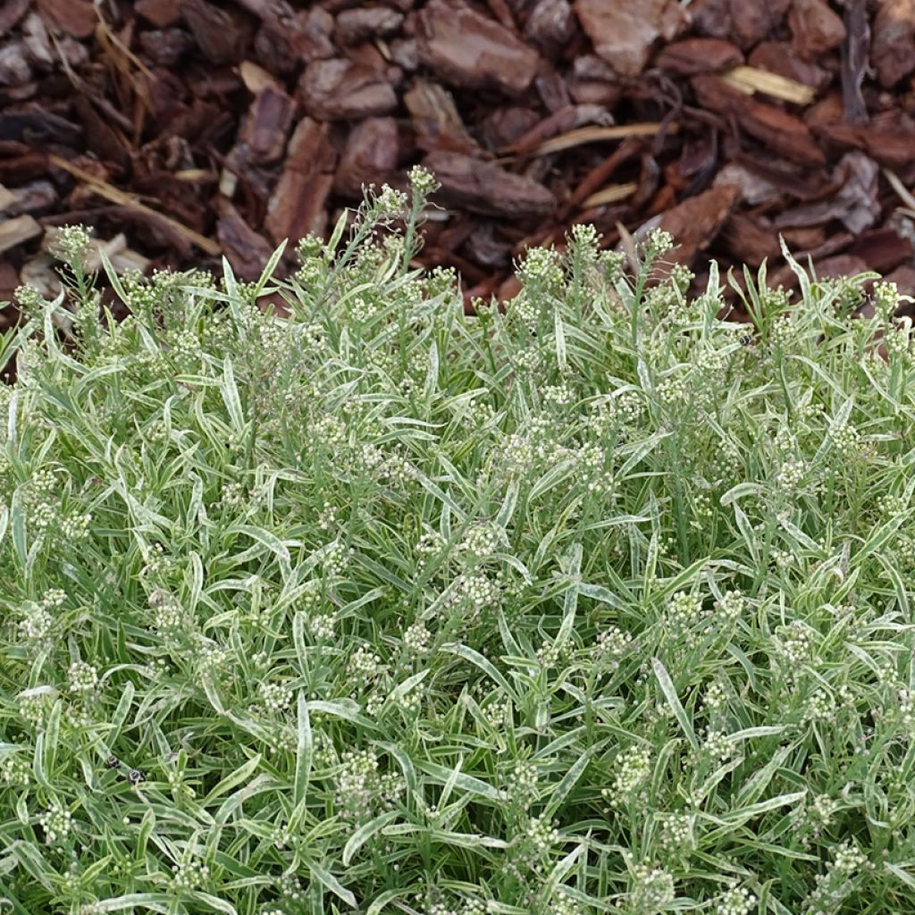 Lobularia Primavera Princess - Alysse odorant