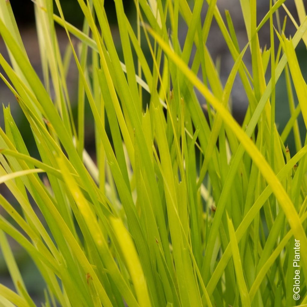 Lomandra longifolia Miner's Gold