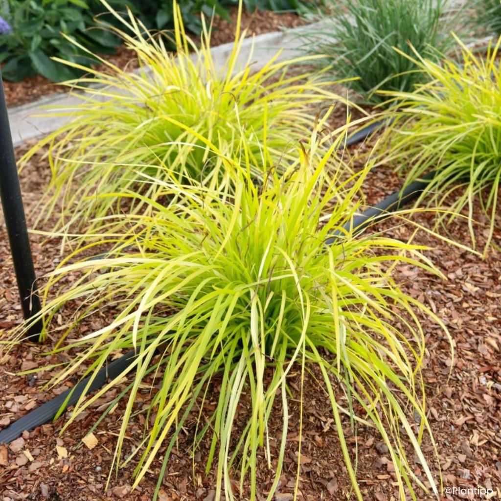 Lomandra longifolia Miner's Gold
