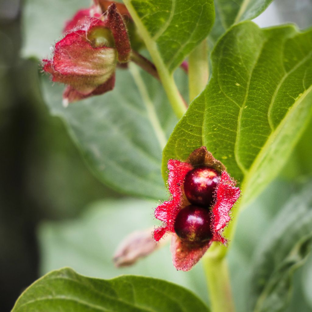 Lonicera involucrata var. ledebourii - Chèvrefeuille de Ledebour