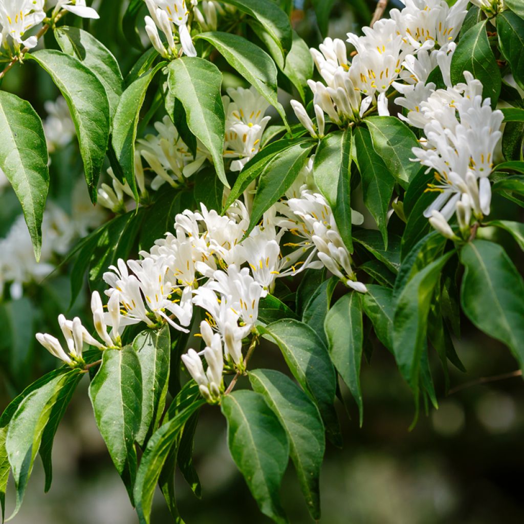 Lonicera maackii - Chèvrefeuille de Maack