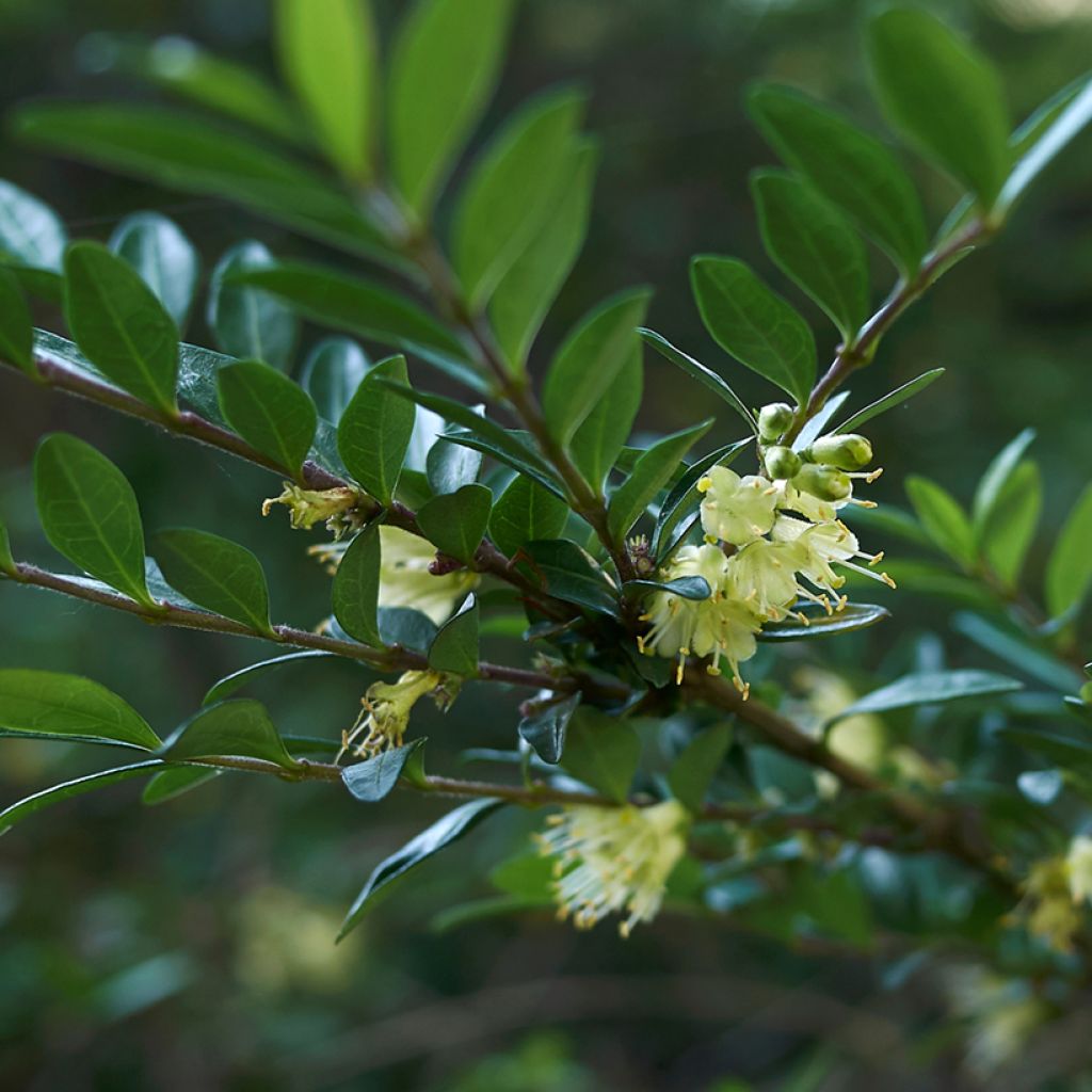 Lonicera nitida - Chèvrefeuille à feuilles de buis 