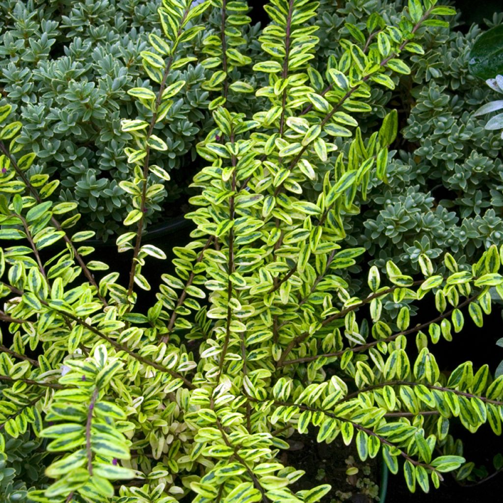Lonicera nitida Lemon Beauty - Chèvrefeuille arbustif