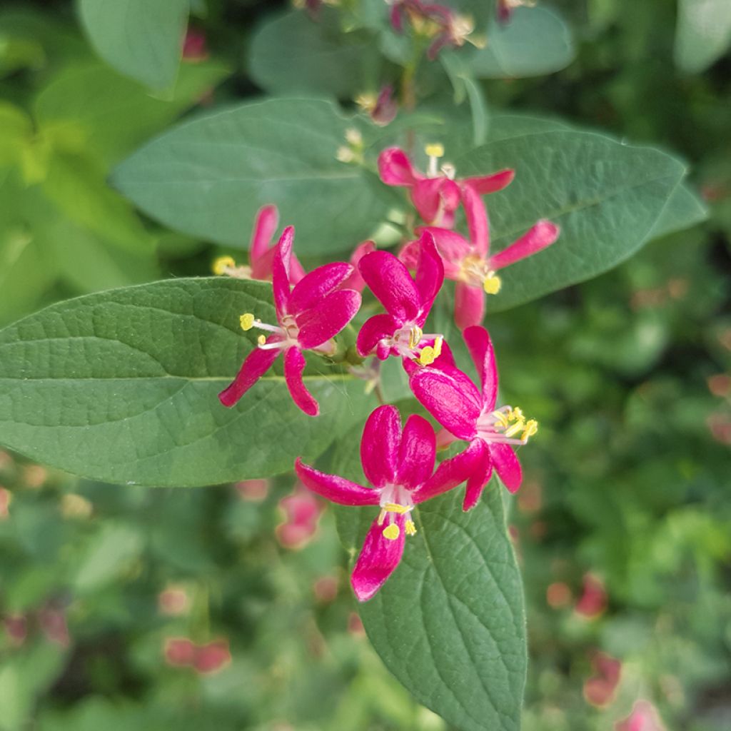 Lonicera tatarica Arnold Red - Chèvrefeuille de Tartarie