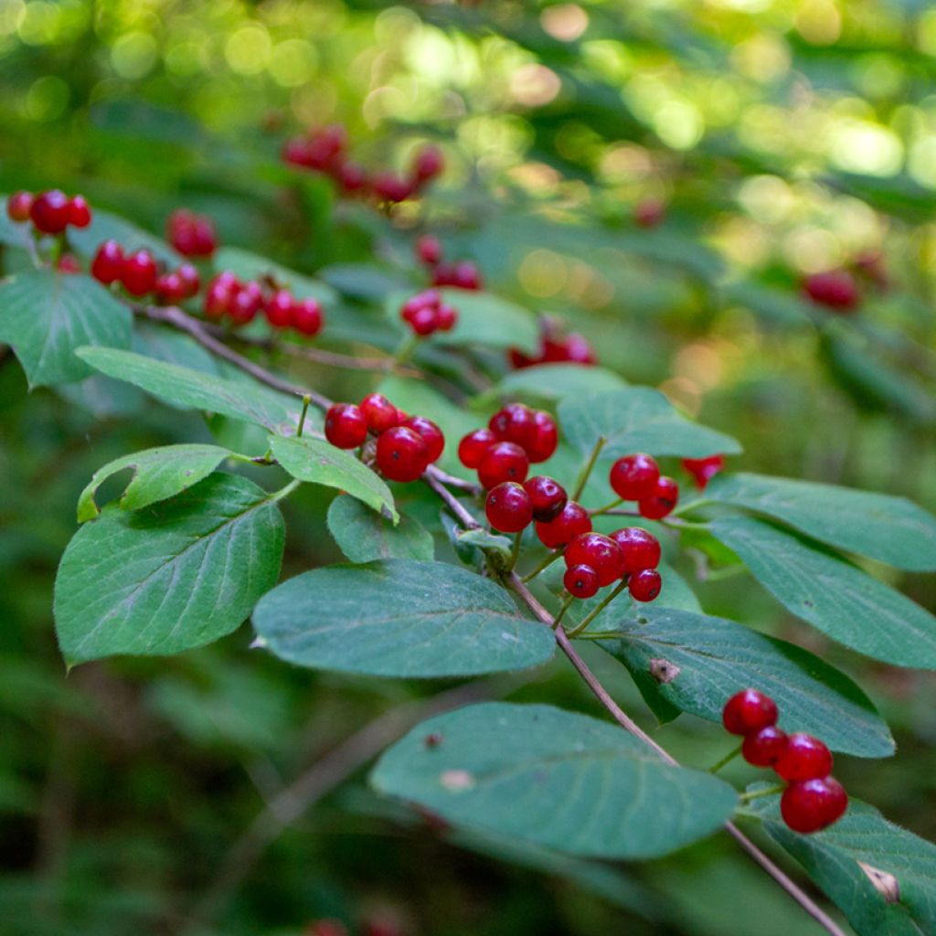 Lonicera tatarica - Chèvrefeuille de Tartarie