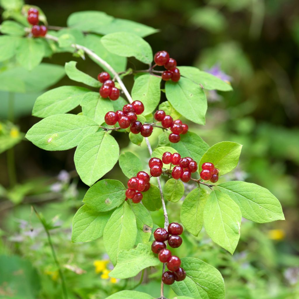 Lonicera xylosteum - Chèvrefeuille des haies