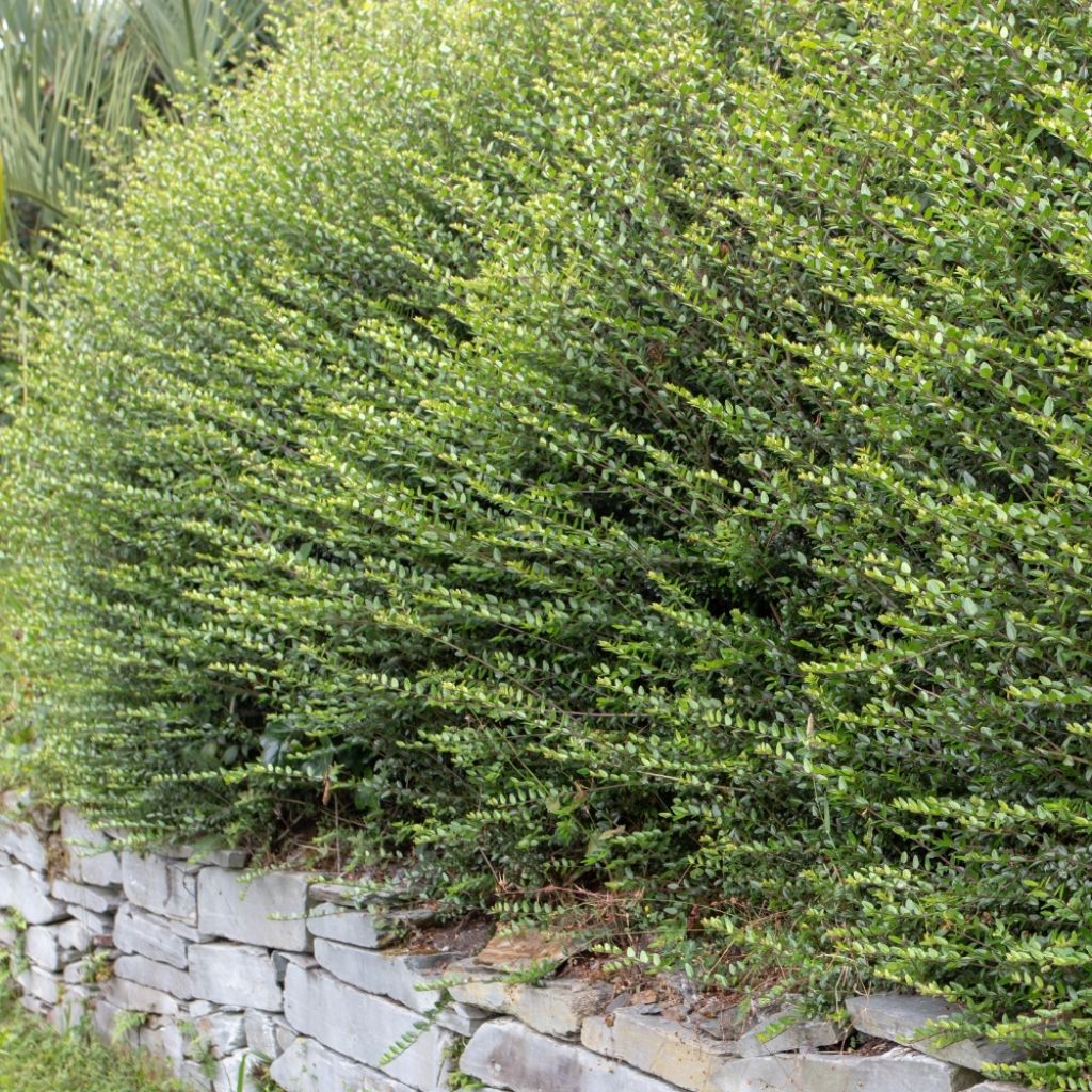 Lonicera nitida Tidy Tips - Chèvrefeuille à feuilles de Buis