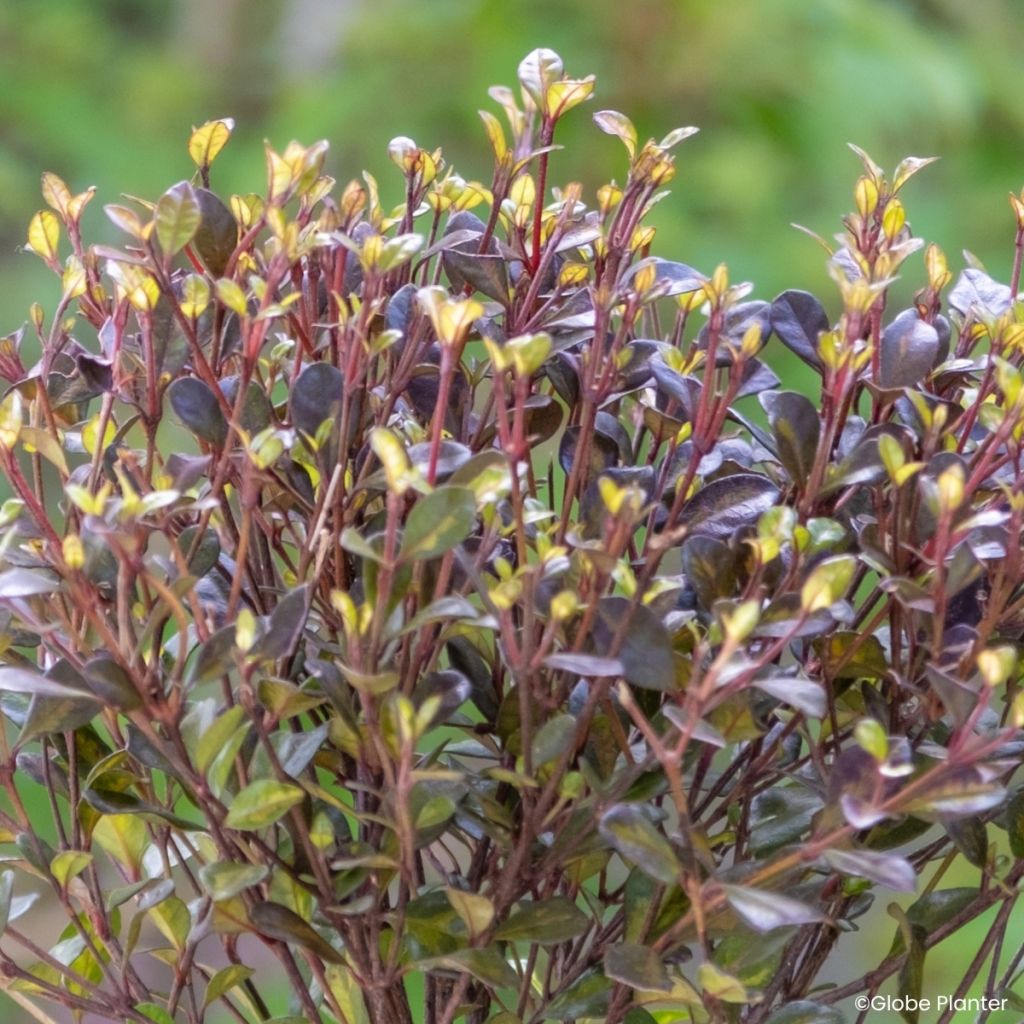 Lophomyrtus Black Stallion
