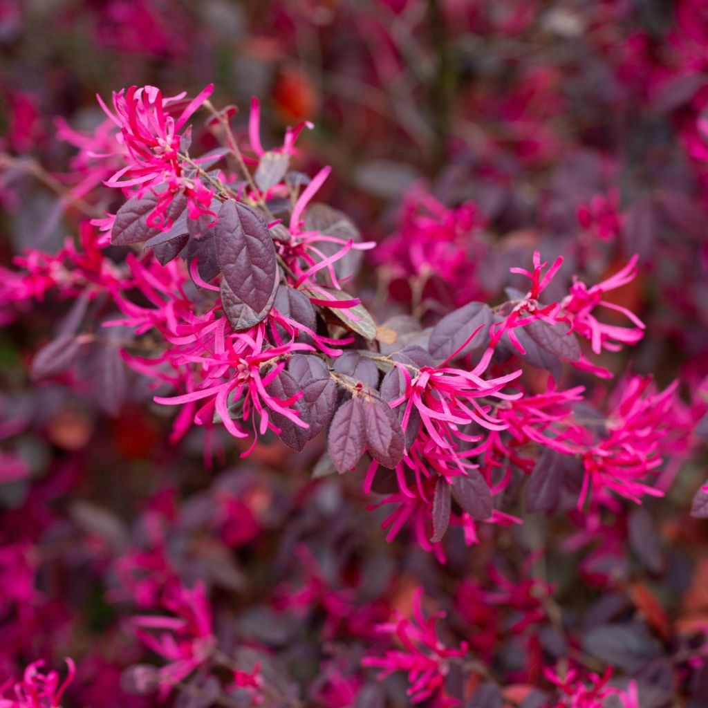 Loropetalum chinense Fire Dance