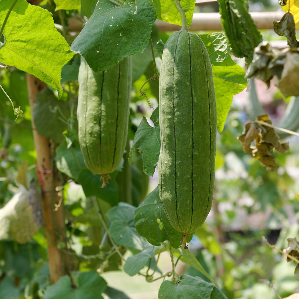 Luffa Cylindrica (Courge torchon, Eponge végétale)