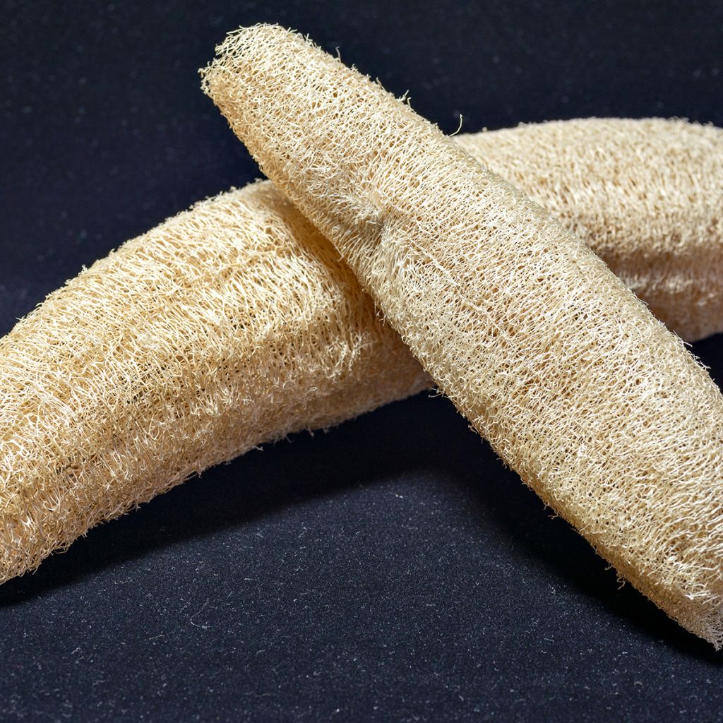 Luffa Cylindrica (Courge torchon, Eponge végétale)