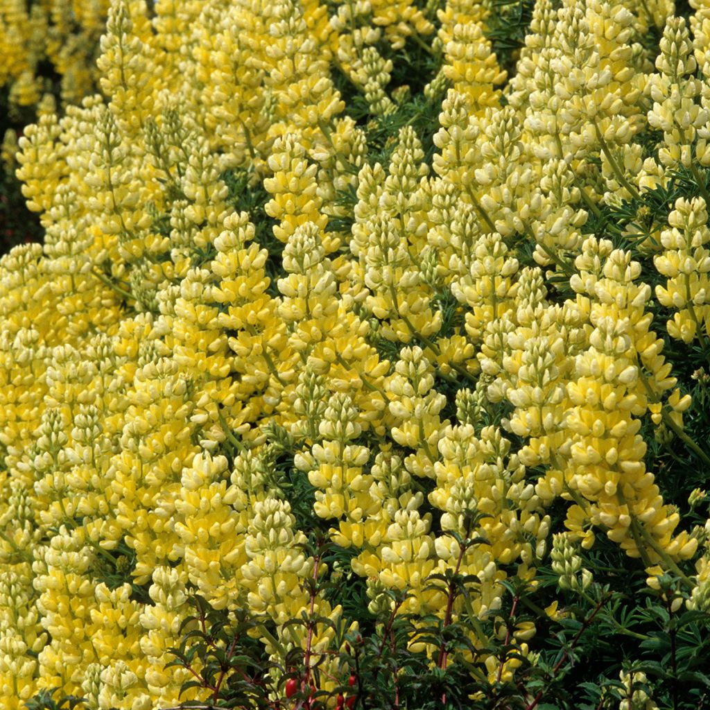 Lupin arborescent - Lupinus arboreus