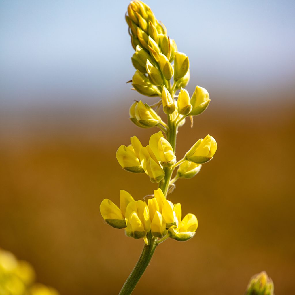 Lupin arborescent - Lupinus arboreus